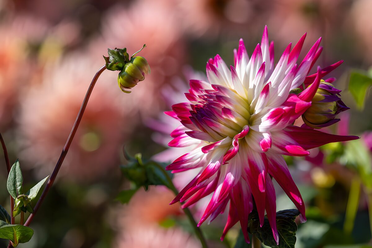 Rosa-weiße Dahlie im Sonnenlicht