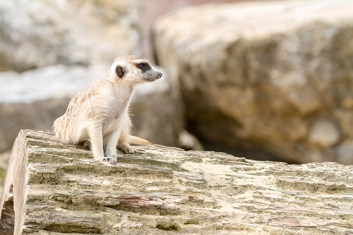 Erdmännchen auf einem alten Baumstamm