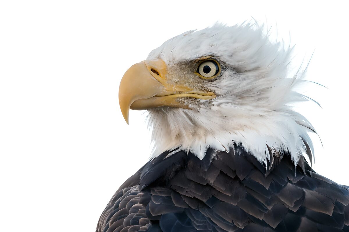 Weißkopfseeadler mit wachsamem Blick