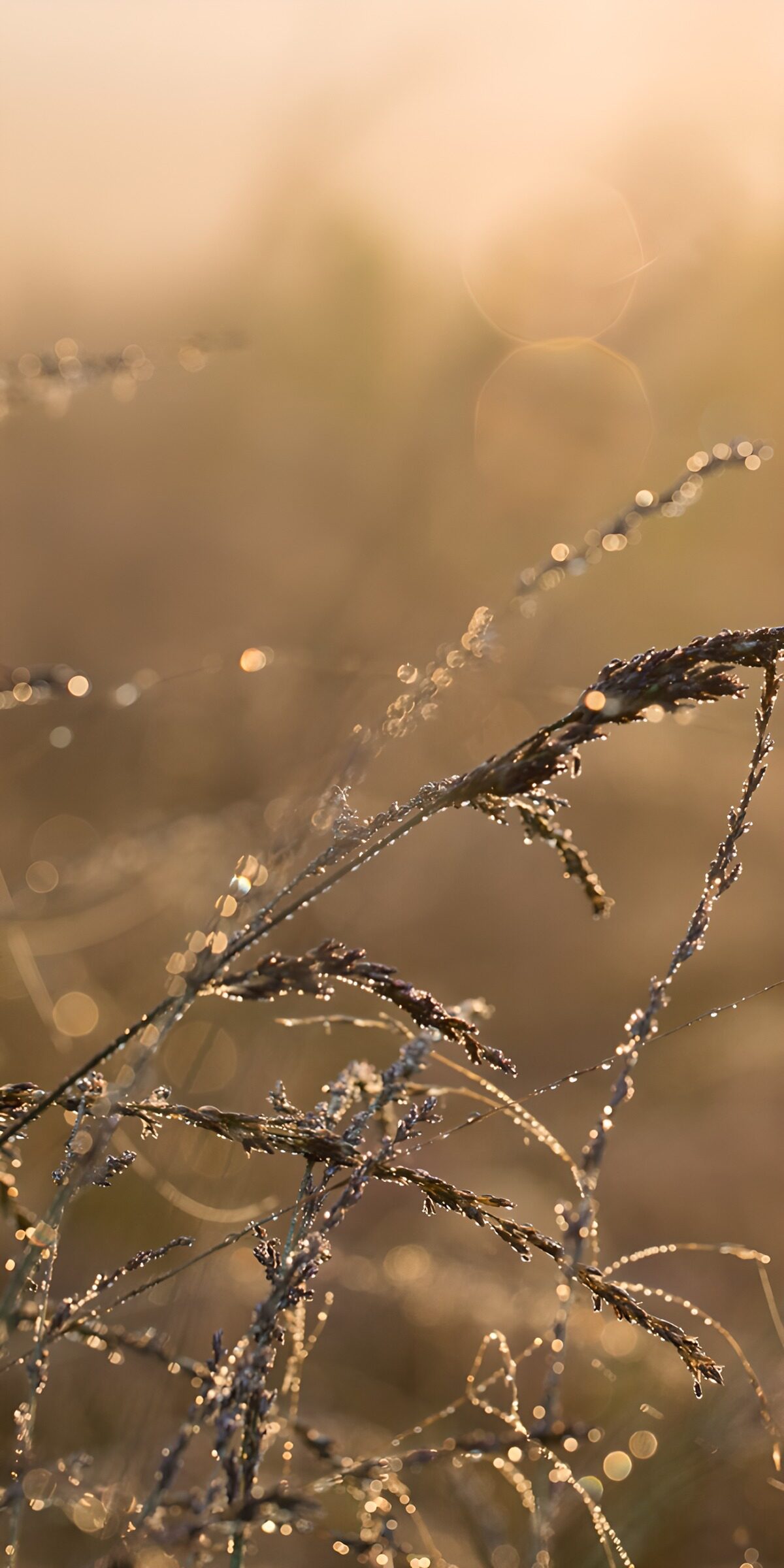 Gräser mit Tau im goldenen Morgenlicht