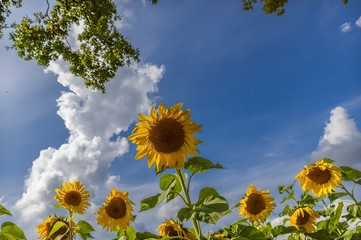 Sonnenblumen zwischen Erde und Wolken