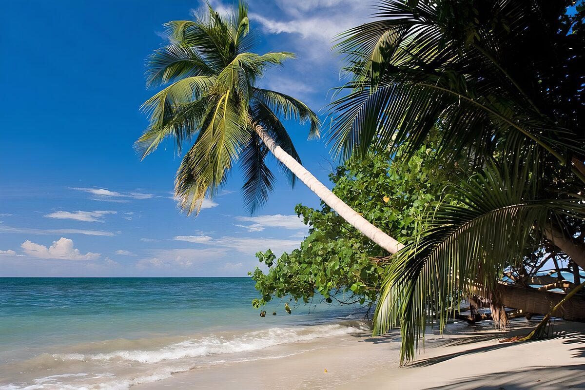 Geneigte Palme am türkisblauen Meer