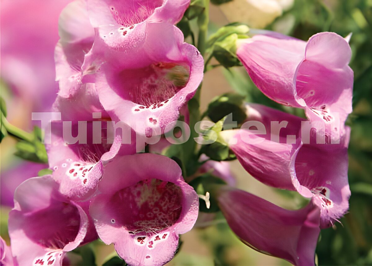 Rosa Fingerhut im hellen Sonnenlicht