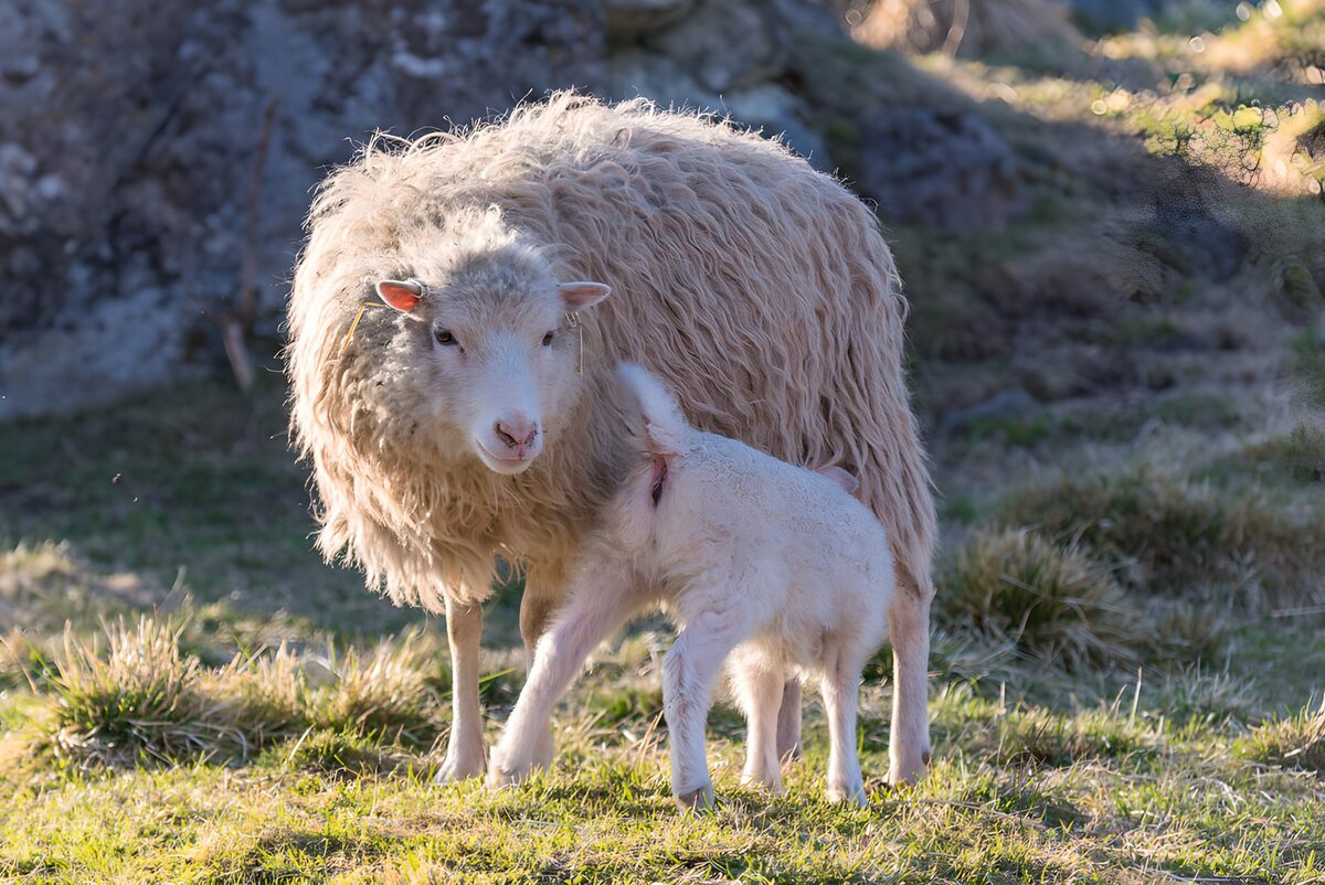 Schaf und Lamm, dicht beieinander
