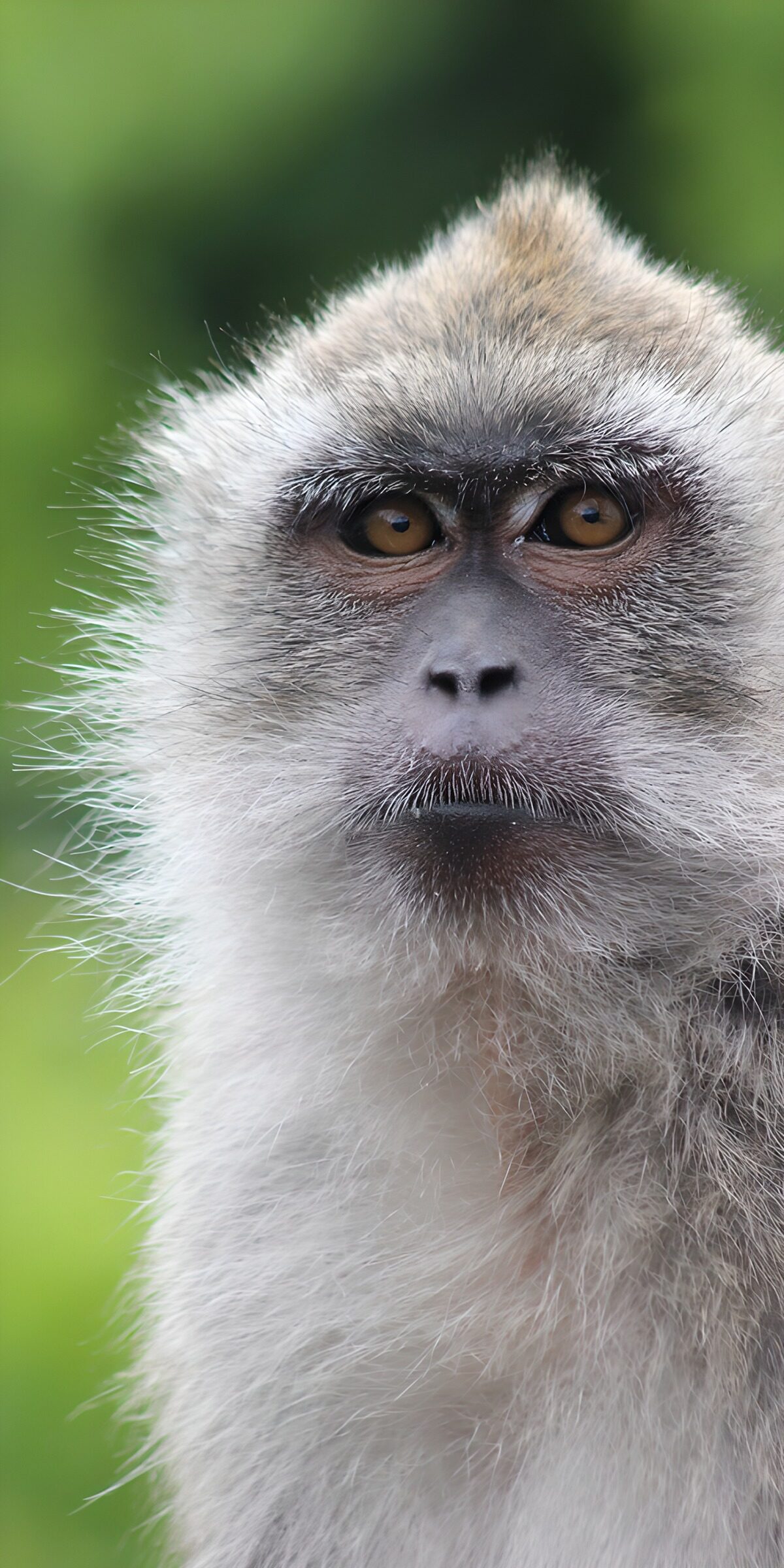 Grauer Affe mit wachem Blick