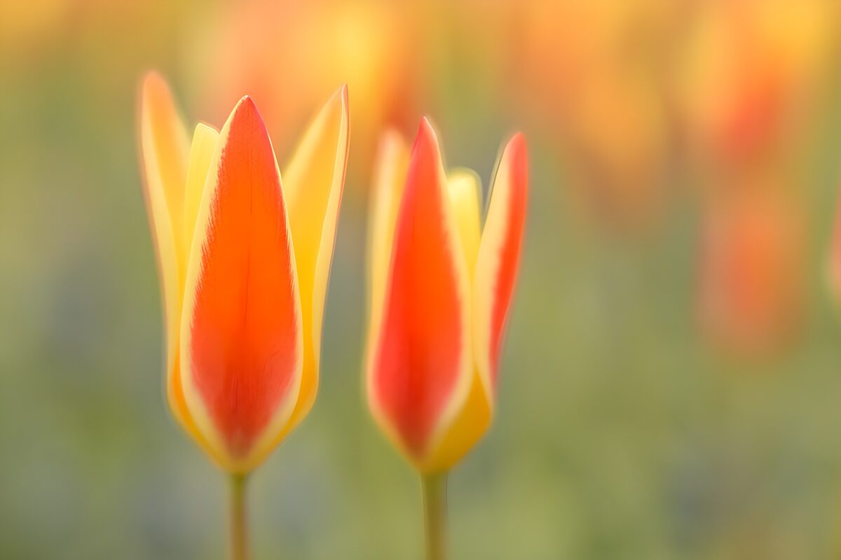 Orangegelbe Tulpen im warmen Licht