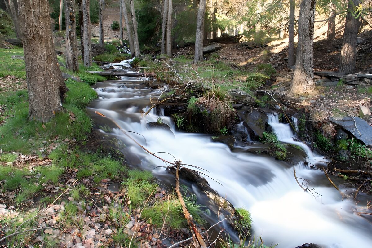 Waldbach zwischen Moos und Schatten