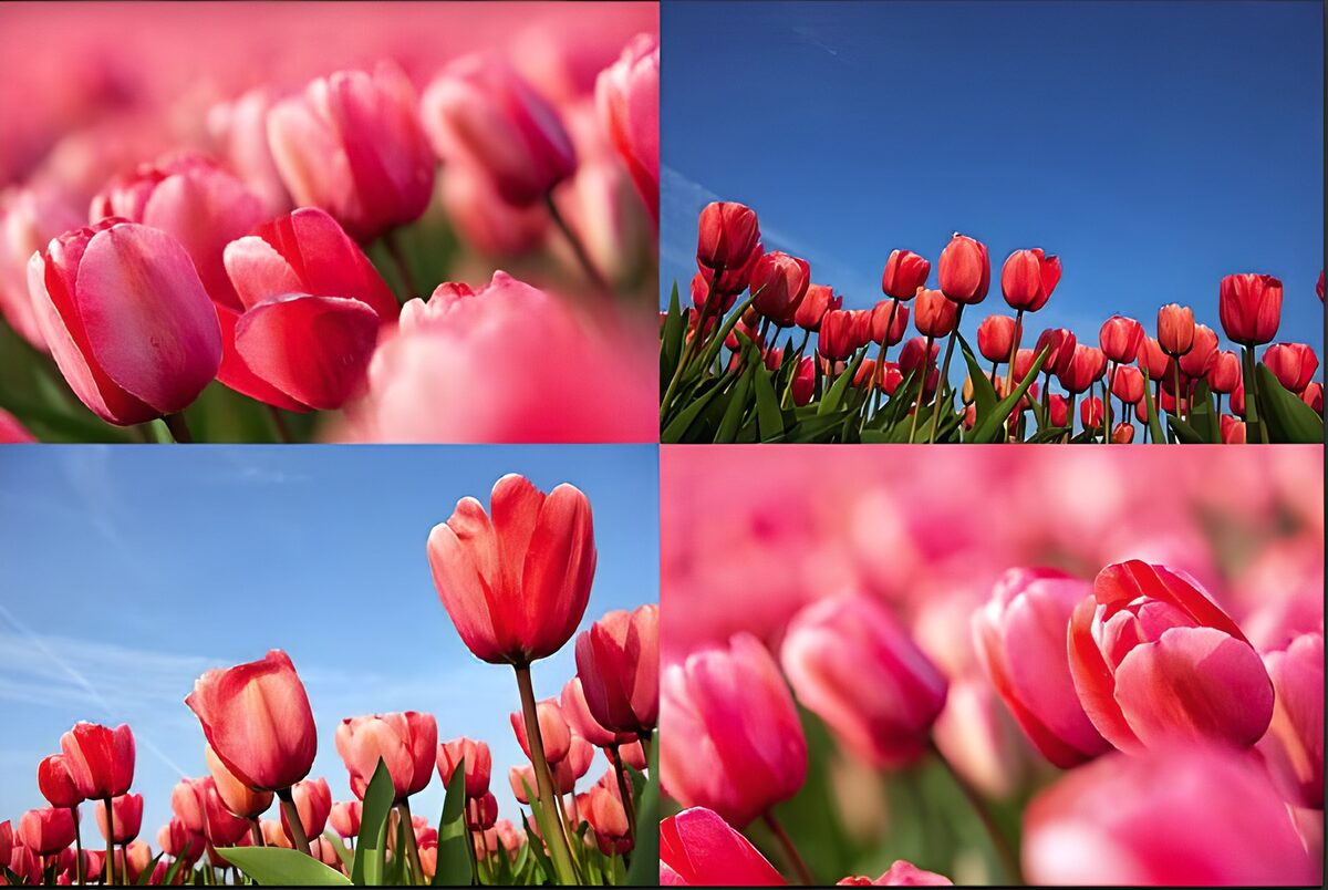 Frühlingscollage mit rosa und roten Tulpen