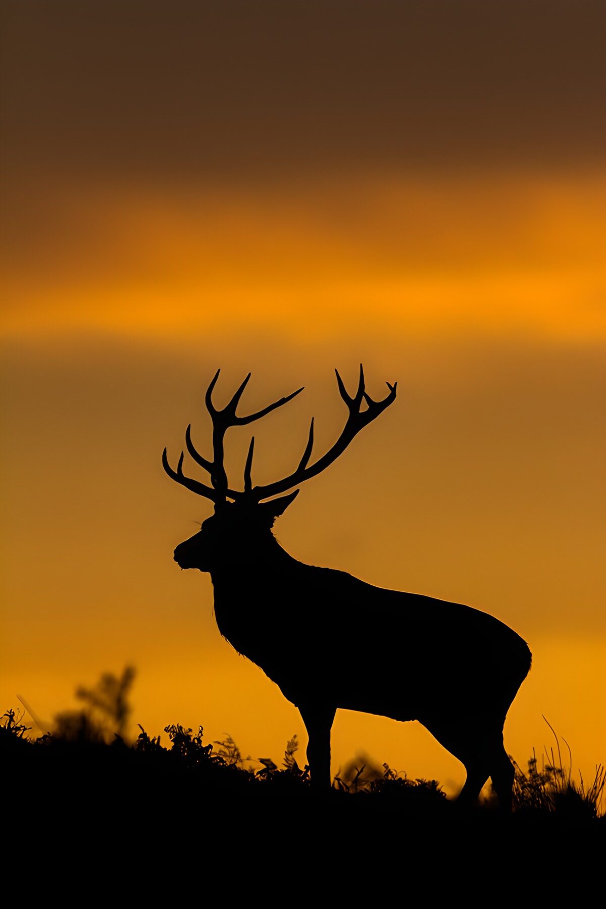 Ein Hirsch zwischen Schatten und Gold
