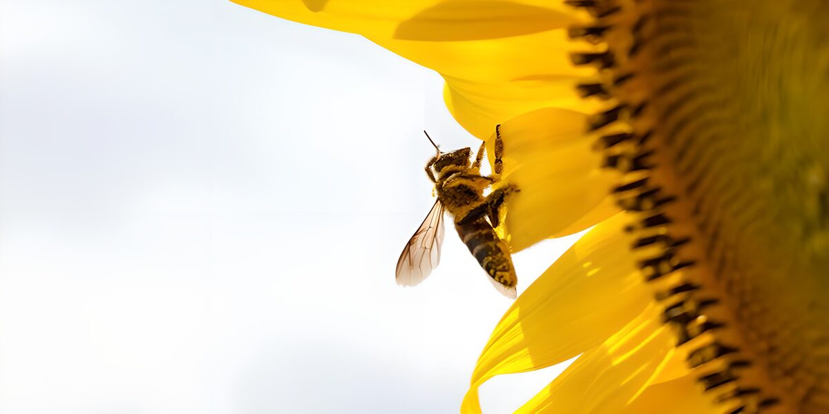 Biene auf leuchtend gelber Sonnenblume