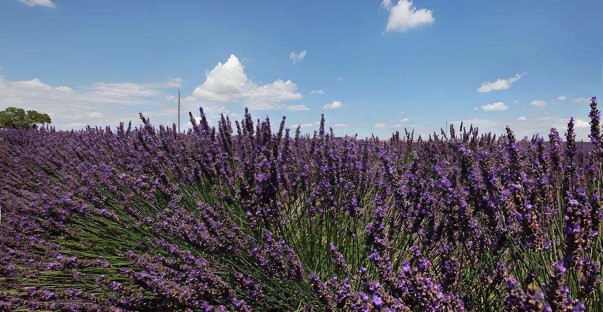 Lavendelfeld unter blauem Himmel