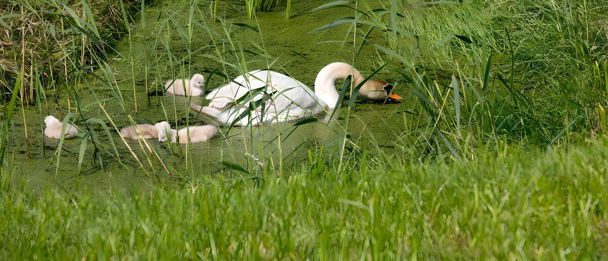Höckerschwan mit Küken im stillen Teich