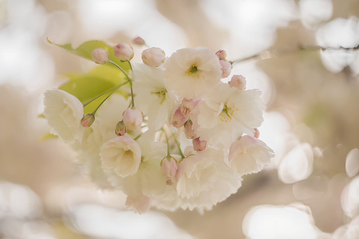 Weiße Blüten und rosa Knospen im Gegenlicht