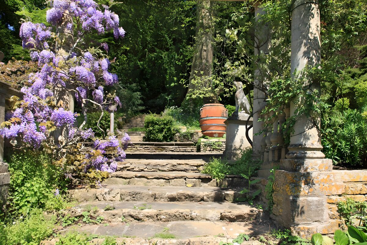 Steintreppe unter üppigem Blauregen