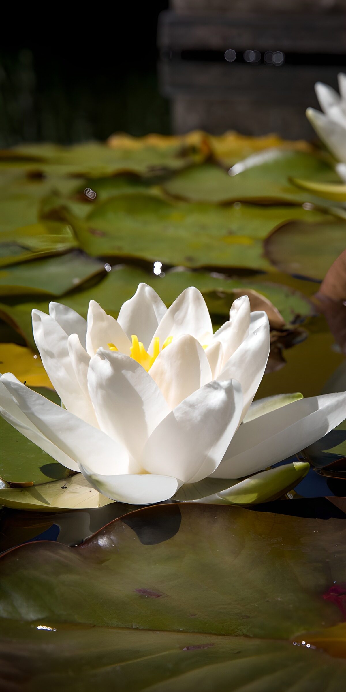 Weiße Seerose zwischen grünen Blättern