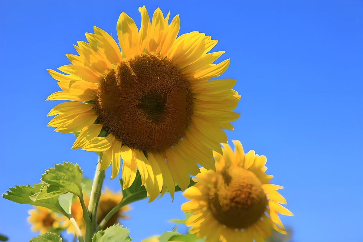 Sonnenblume im goldenen Strahlenkranz