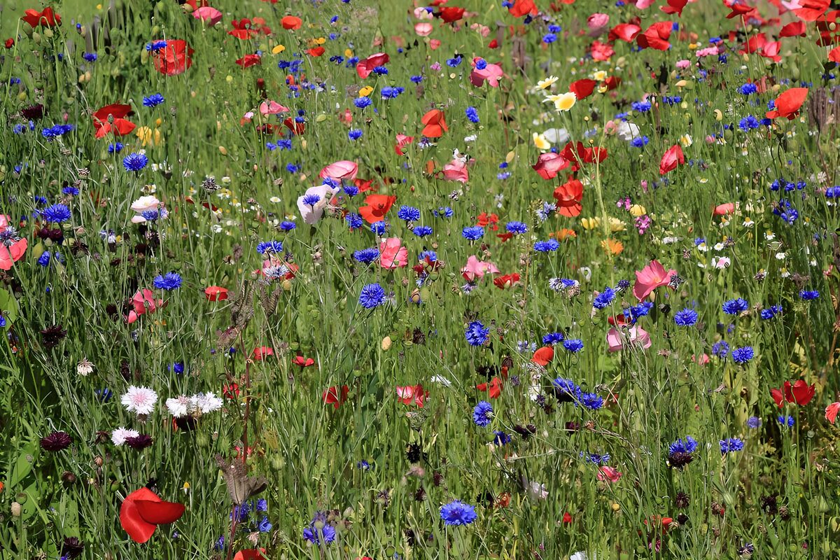 Sonnige Blumenwiese mit Mohn und Kornblumen
