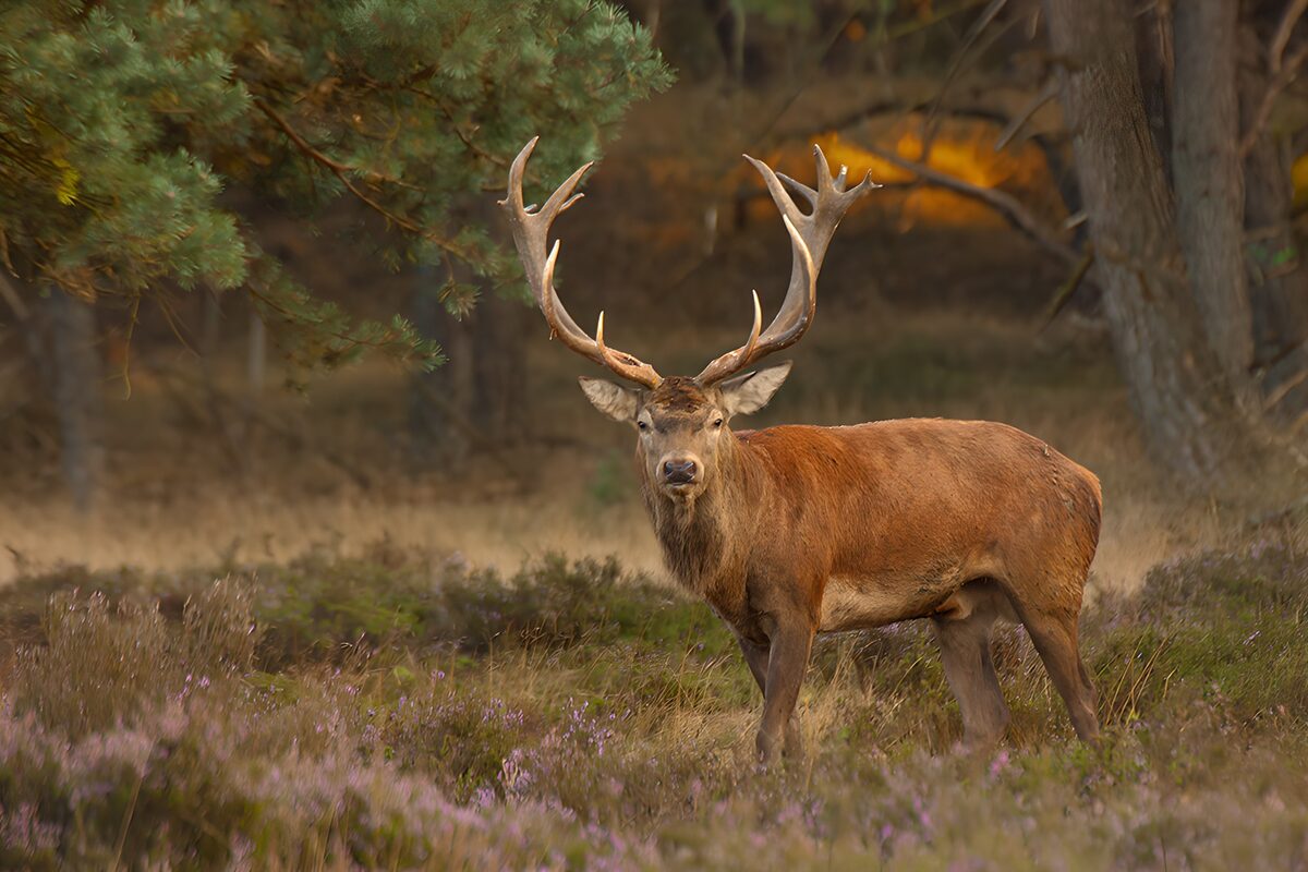 Rothirsch in violett blühender Heide