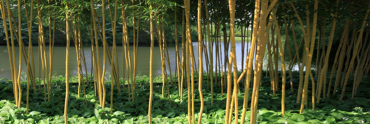 Goldgelber Bambus am stillen Teich