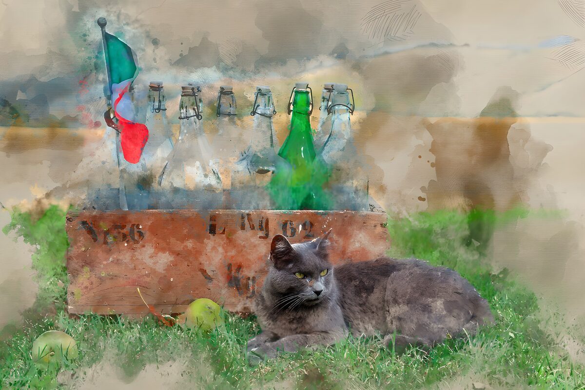 Graue Katze neben alter Flaschenkiste