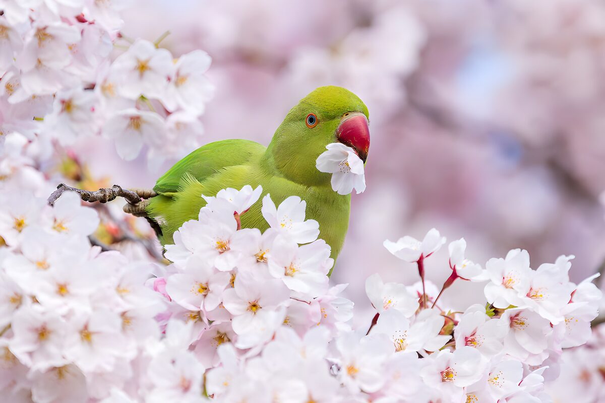 Ein Sittich im rosa Frühlingsmeer