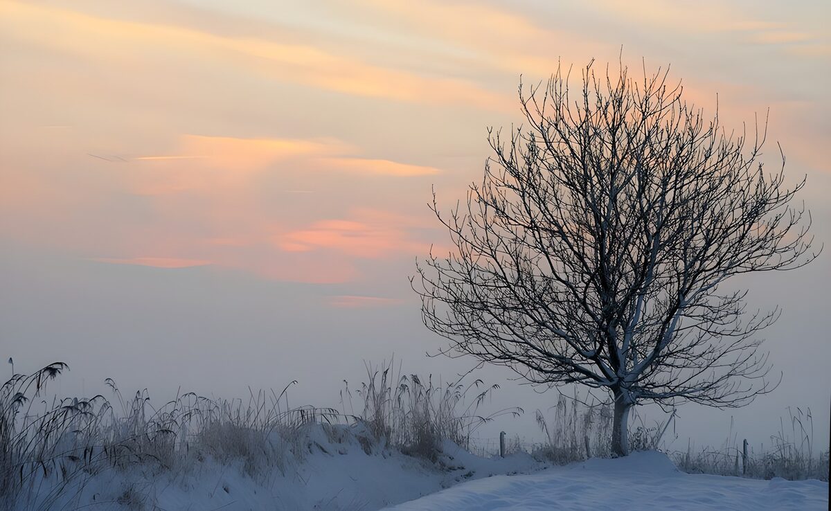 Kahler Baum im Schnee und Nebel