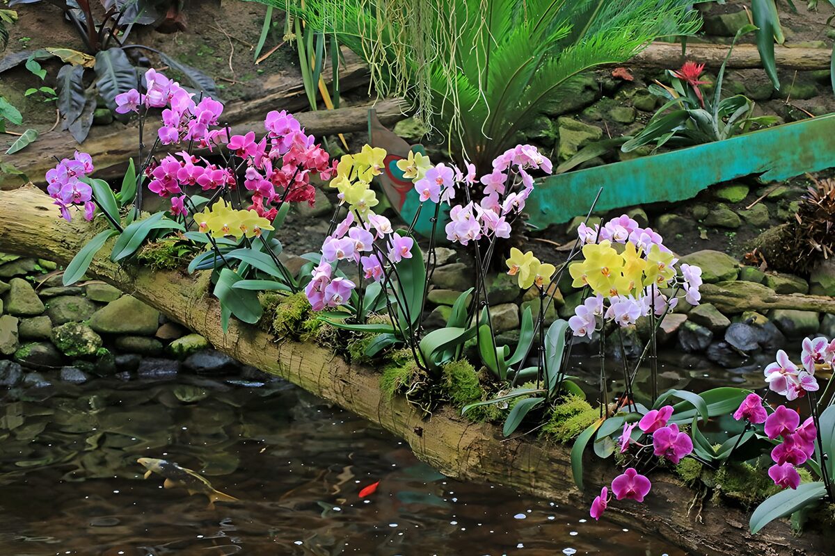 Bunte Orchideen über dem Fischteich