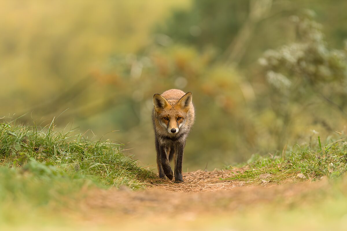 Rotfuchs auf schmalem Pfad im Grünen