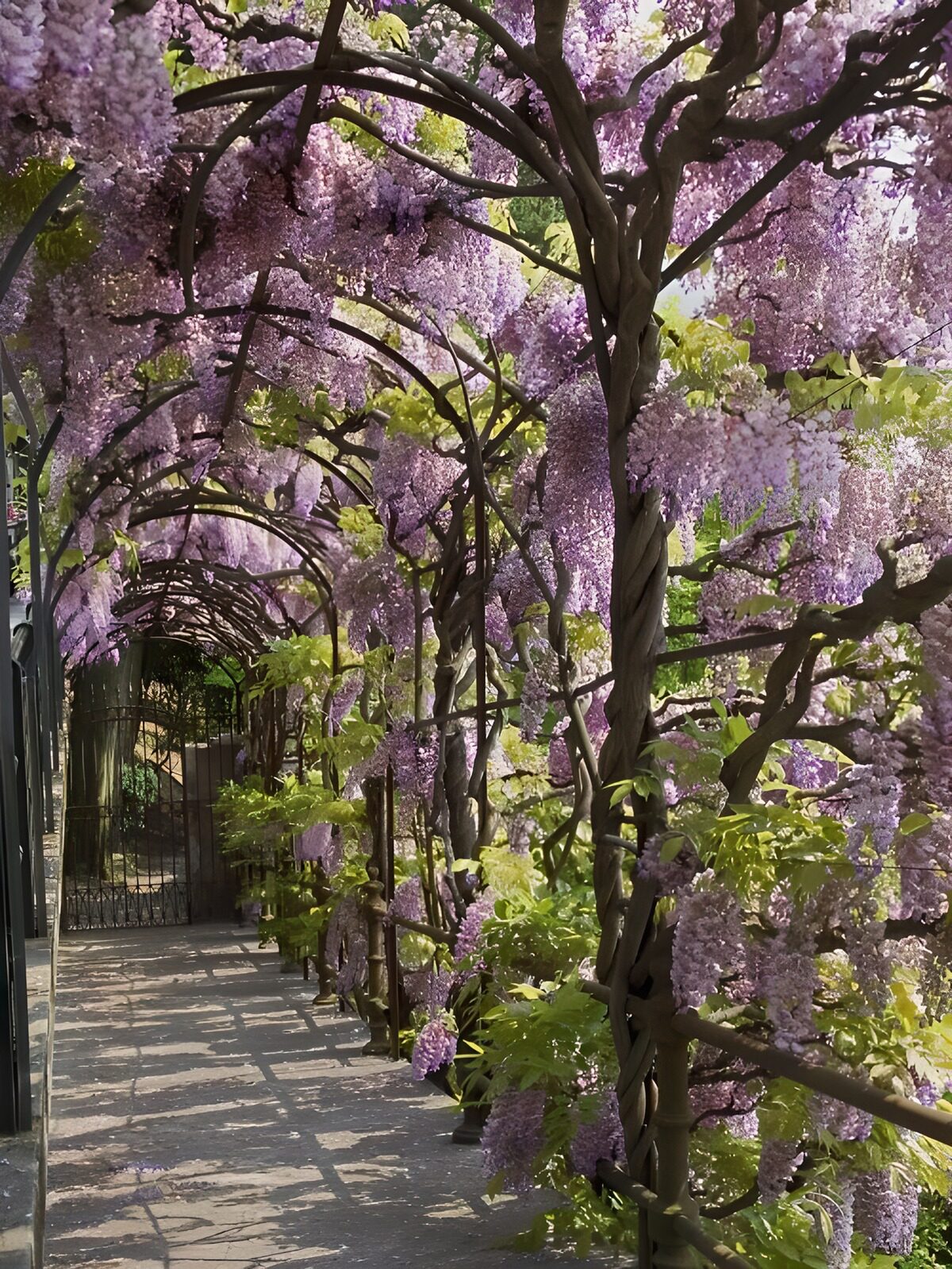 Blauregen über einem schattigen Gartenweg
