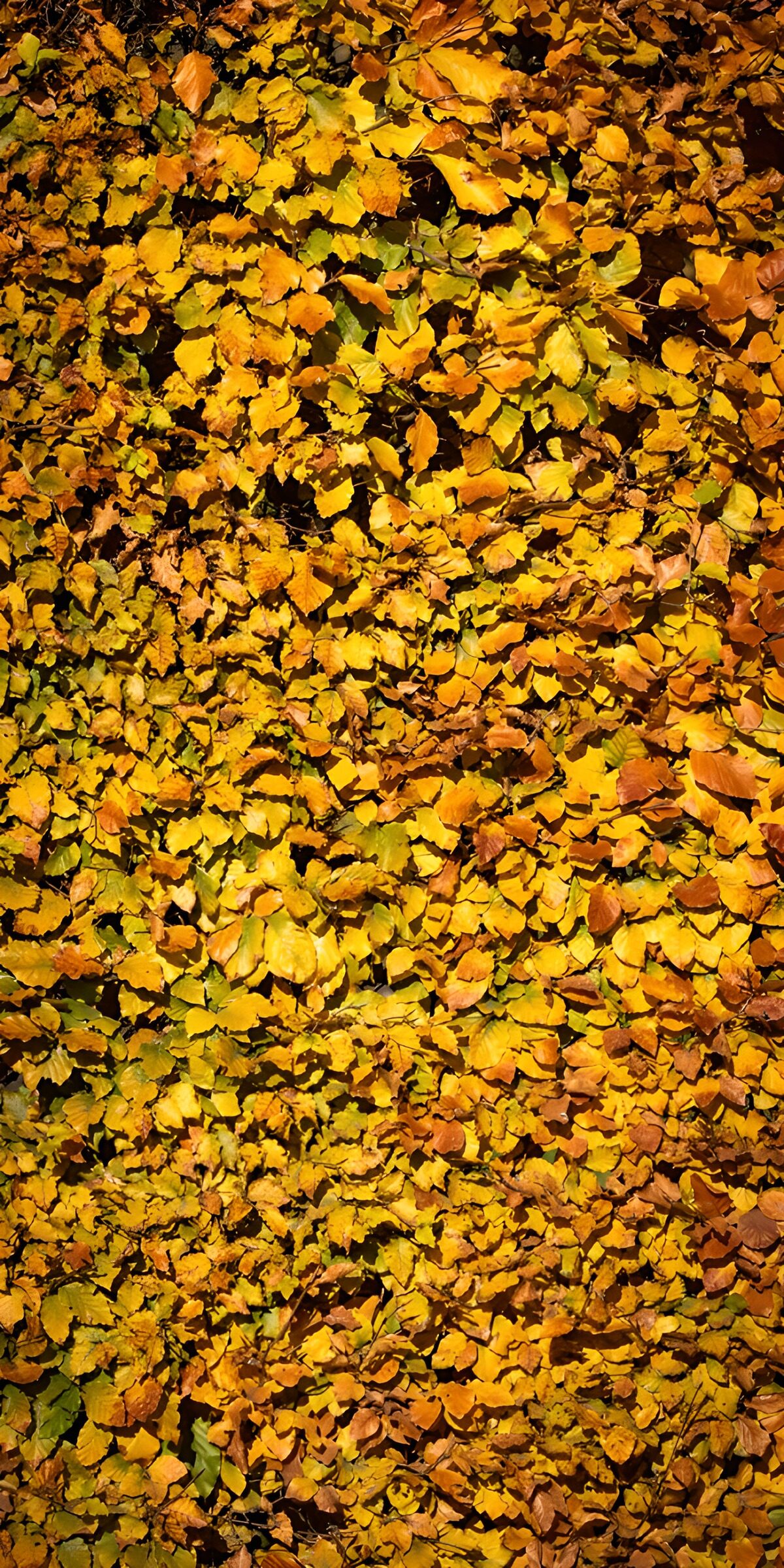 Herbstlaub in Gelb, Orange und Braun