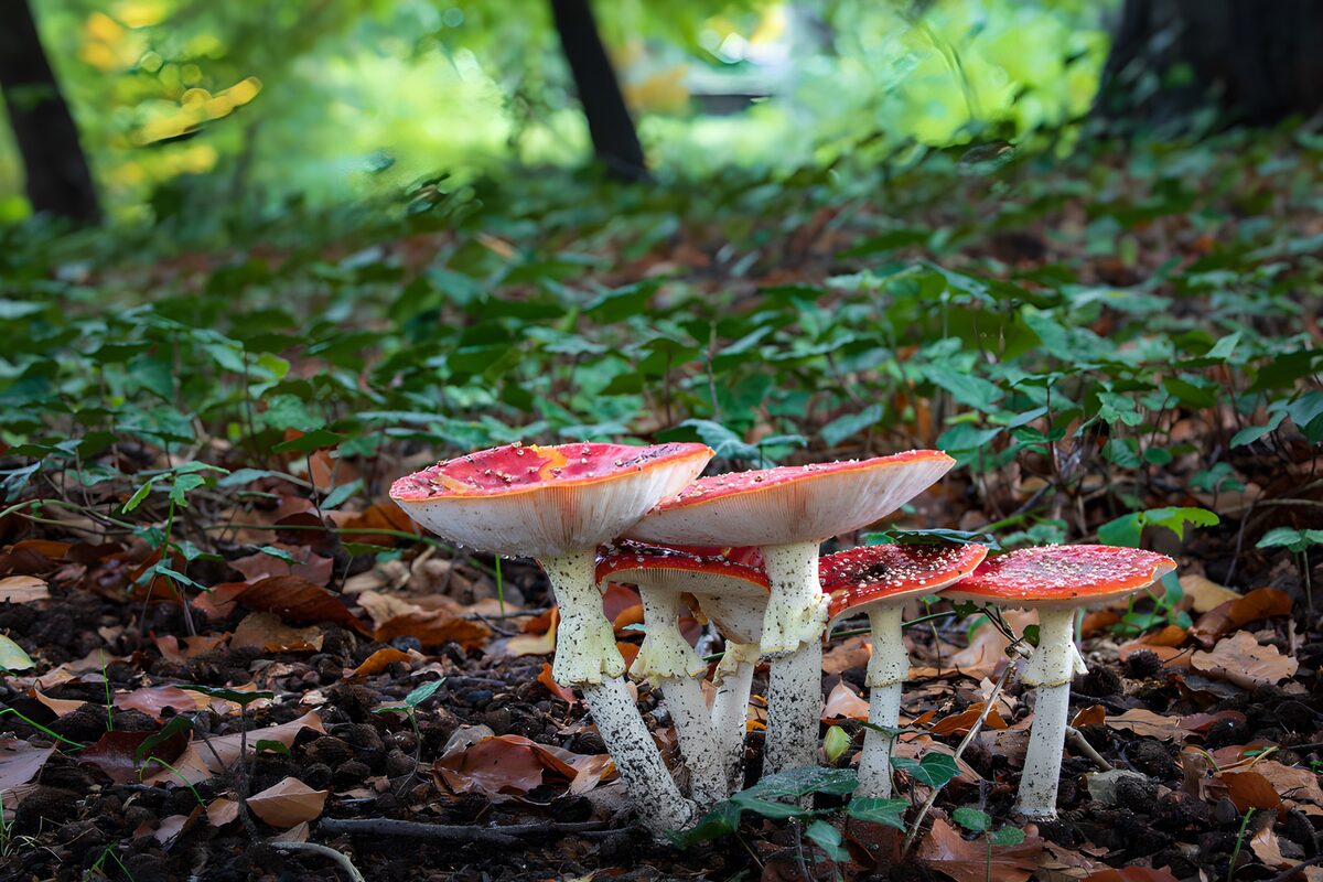 Fliegenpilze im herbstlichen Laub