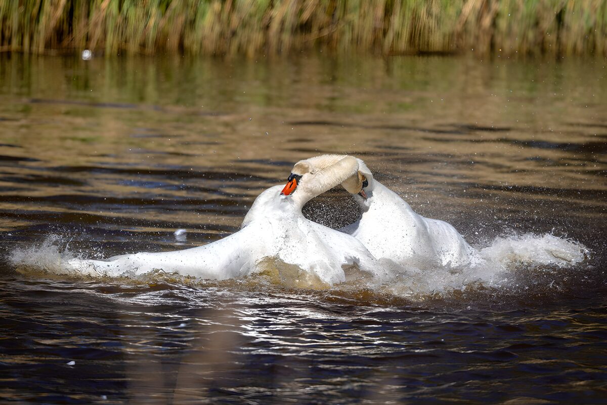 Zwei Schwäne im spritzenden Wasser