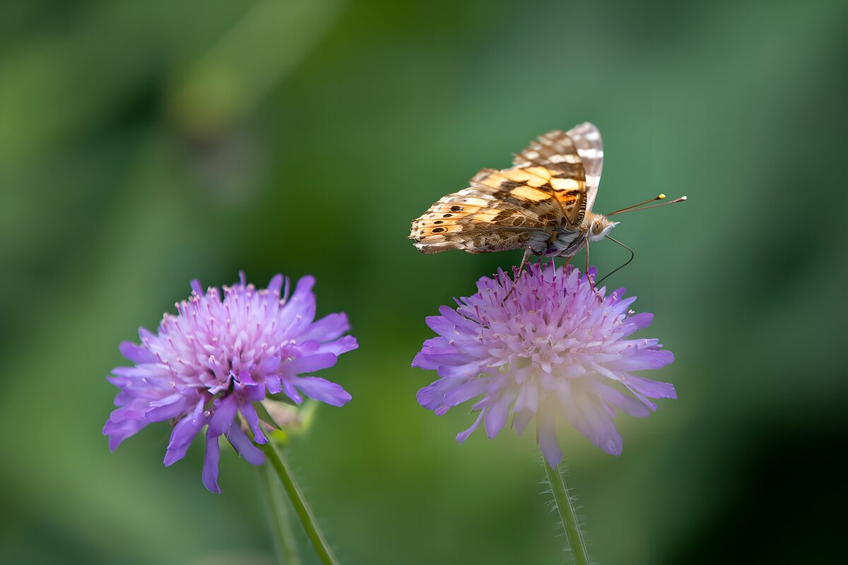 Schmetterling auf zwei lila Blüten