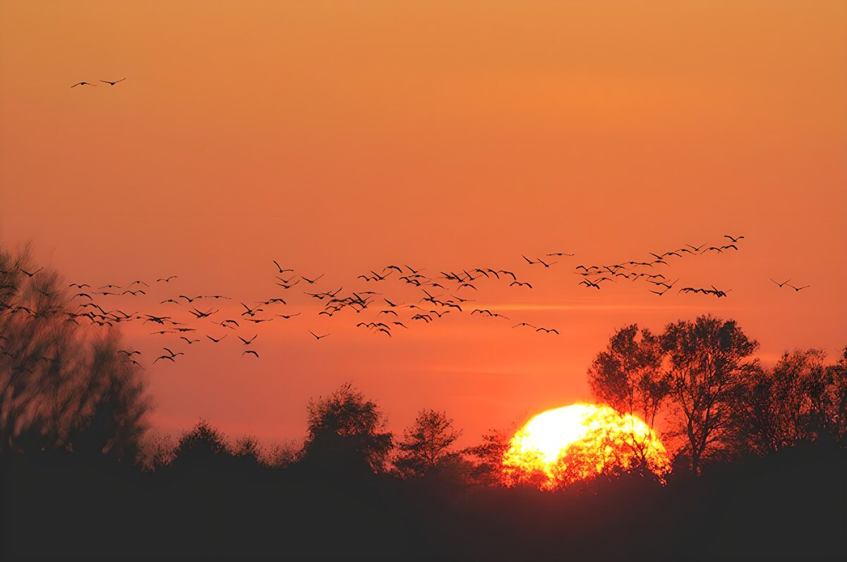 Vogelschwarm im orangefarbenen Abendhimmel