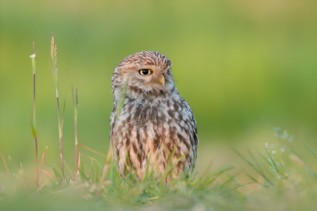 Steinkauz im Gras auf stiller Wacht