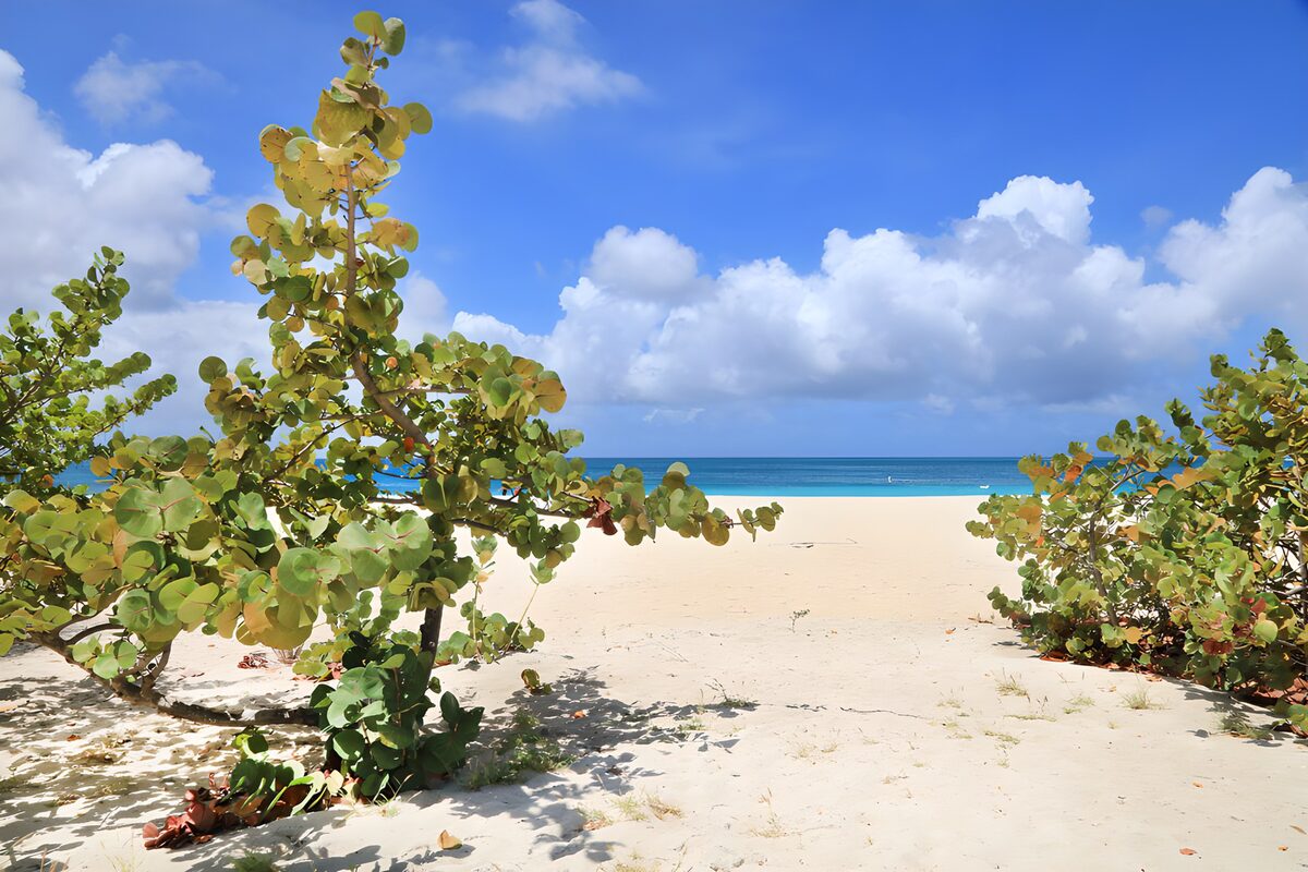 Sonniger Sandstrand mit grünen Sträuchern