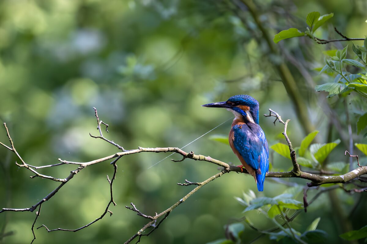 Eisvogel auf einem Ast in stiller Wacht