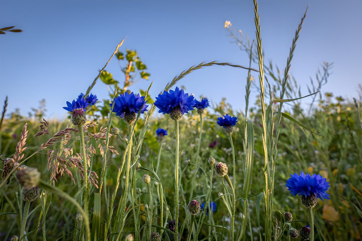 Blaue Kornblumen zwischen hohen Gräsern