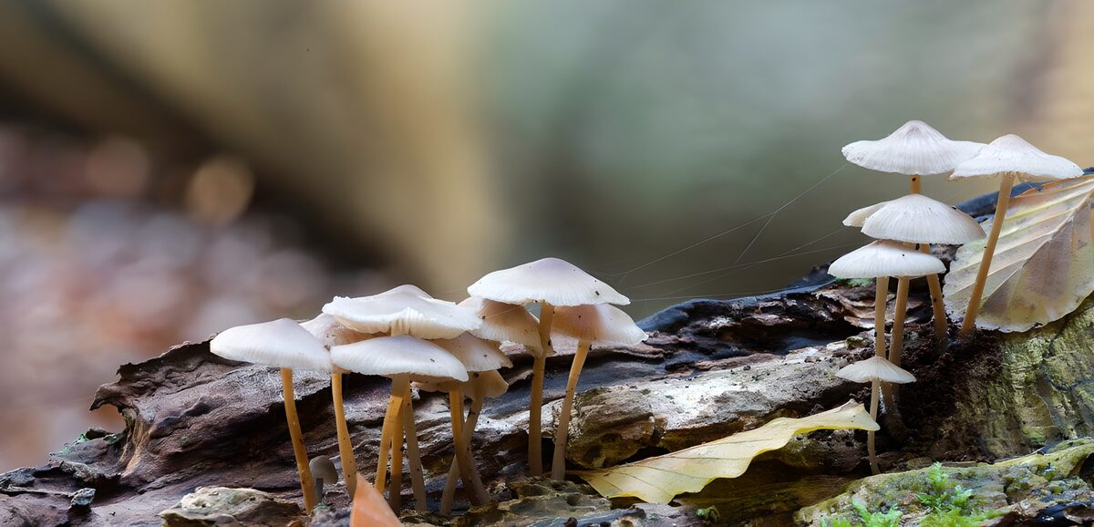 Zarte weiße Pilze auf morschem Holz