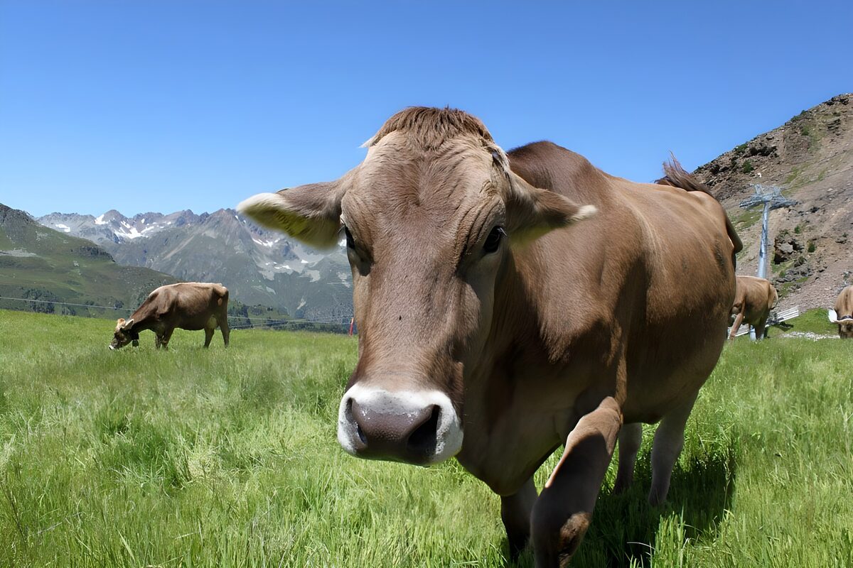 Braune Kuh auf sonniger Bergwiese