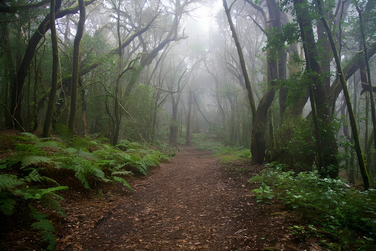 Laubbedeckter Waldweg im Nebel