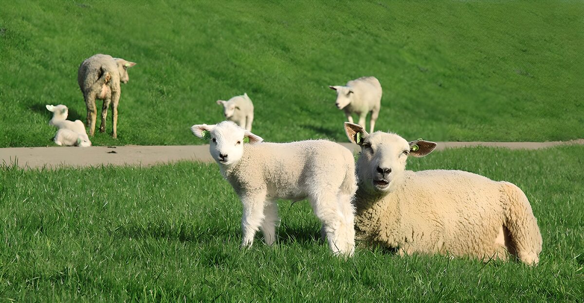 Lamm neben ruhendem Schaf im grünen Gras