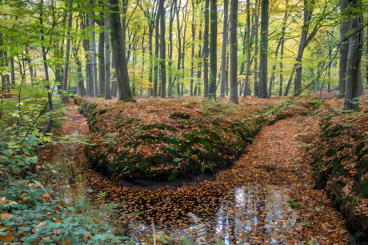 Stiller Waldbach zwischen Herbstbäumen