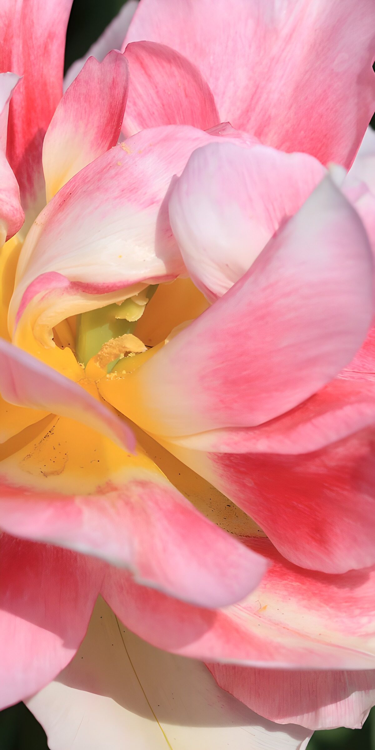 Rosa Blüte mit goldgelber Mitte