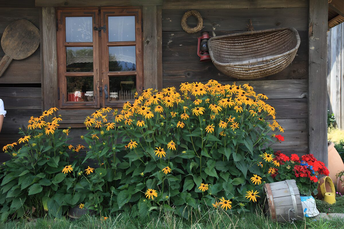 Gelbe Blumen vor rustikaler Holzwand