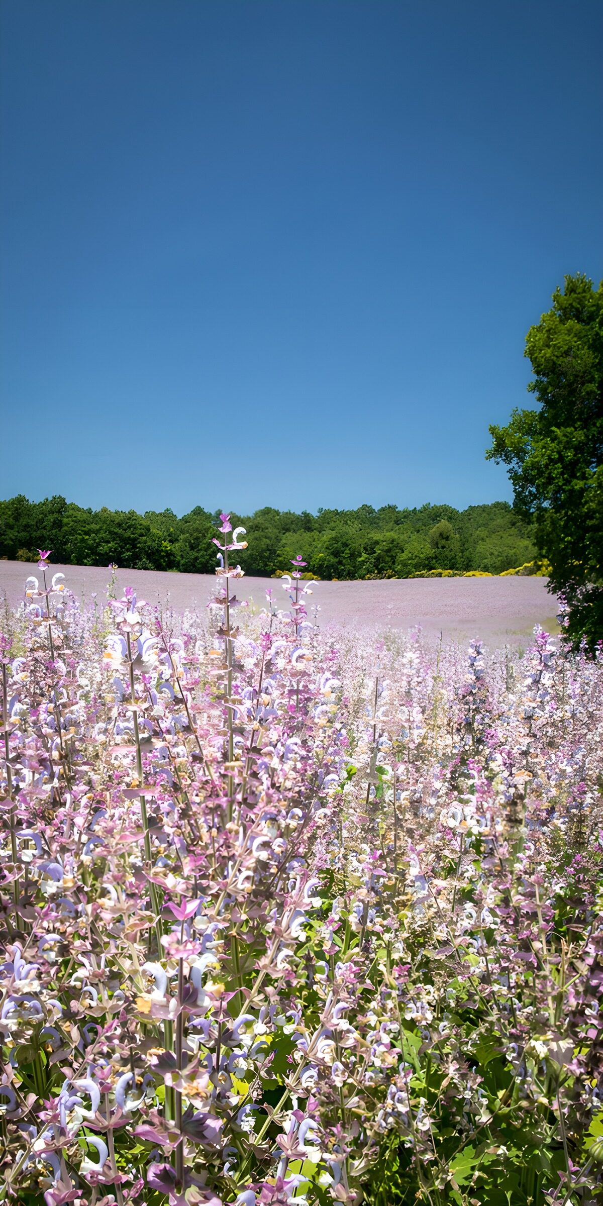 Lila Blütenfeld unter blauem Himmel