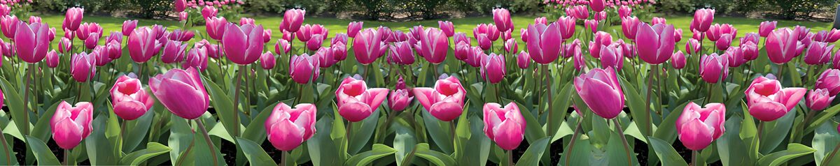 Rosa Tulpen im sonnigen Frühlingsbeet