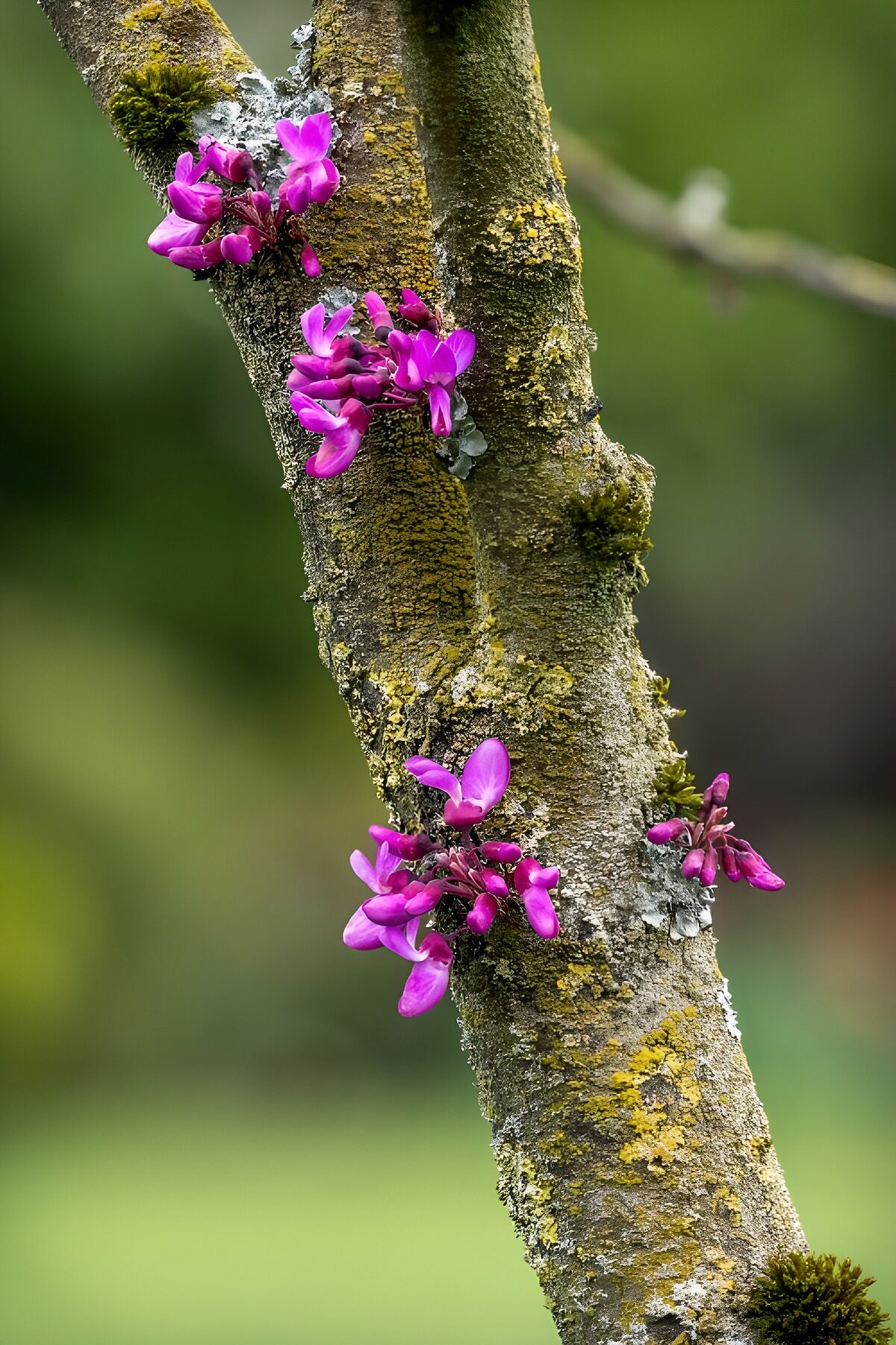 Rosa Blüten an rauer Baumrinde