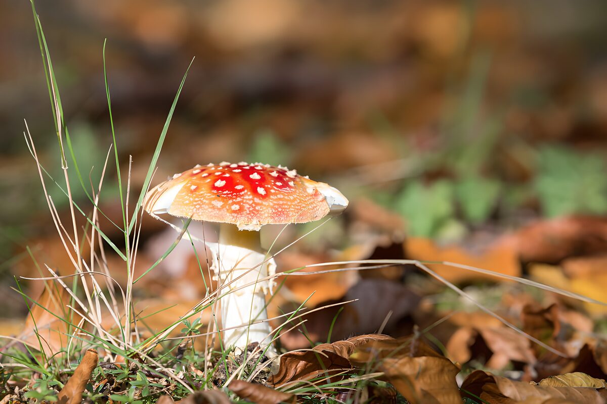 Fliegenpilz zwischen Gras und Herbstlaub