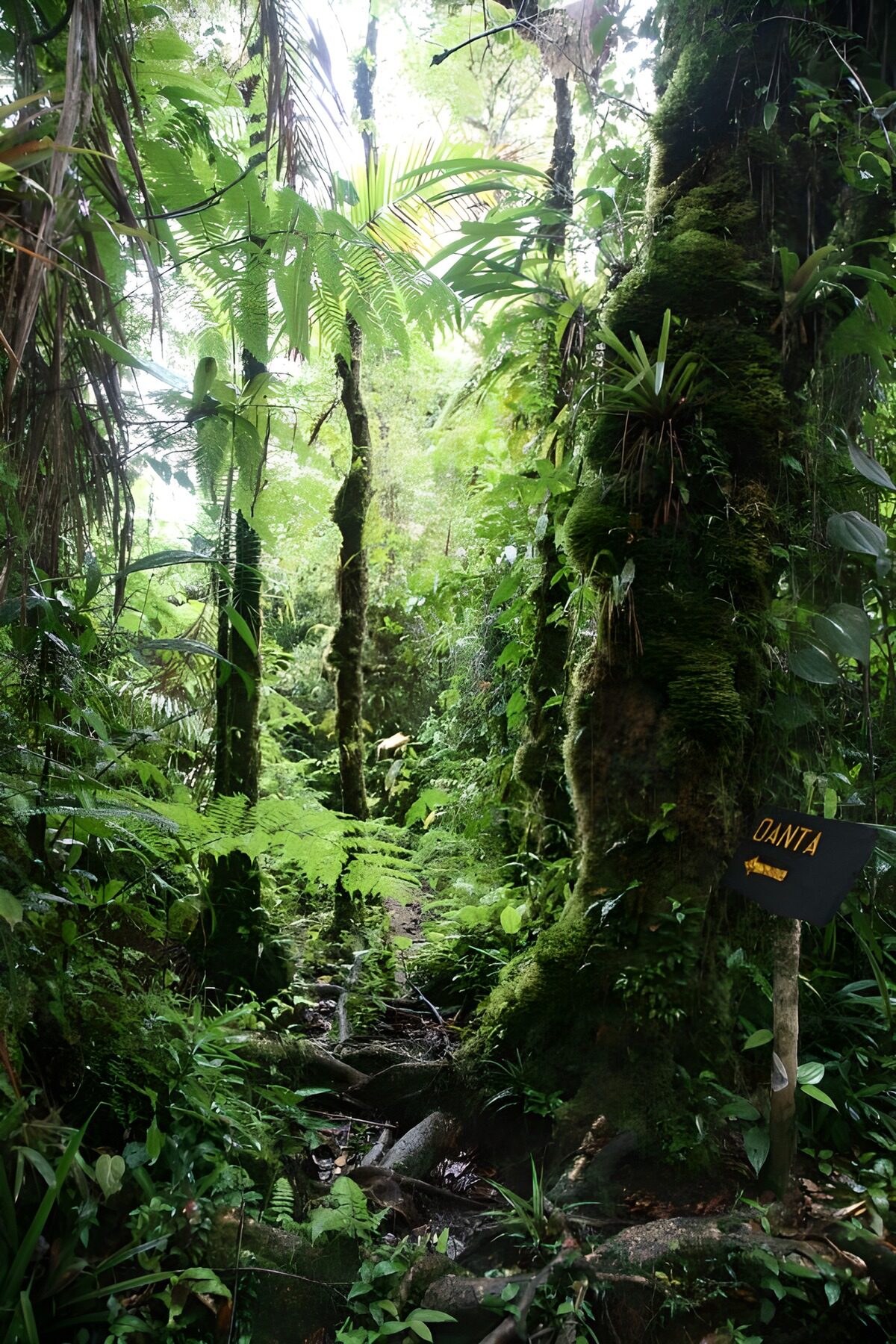 Wurzelpfad im dichten Regenwald